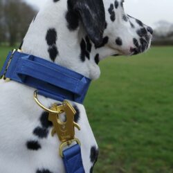Dalmatian Wearing Blue and Gold dog collar and frog lead