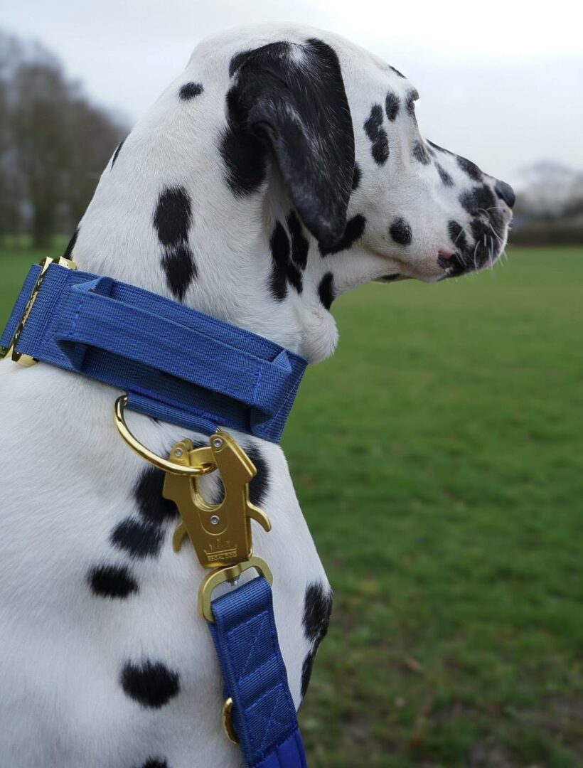 Dalmatian Wearing Blue and Gold dog collar and frog lead