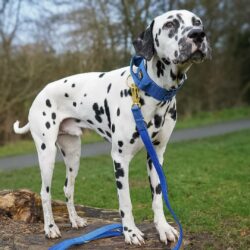Dalmatian Wearing Blue and Gold dog collar and leash