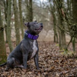Staffy wearing Purple tactical collar in forest