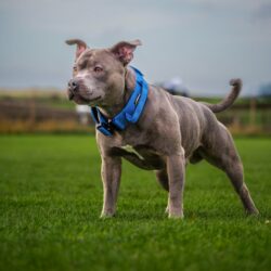 Blue Staffy Blue Tactical Collar