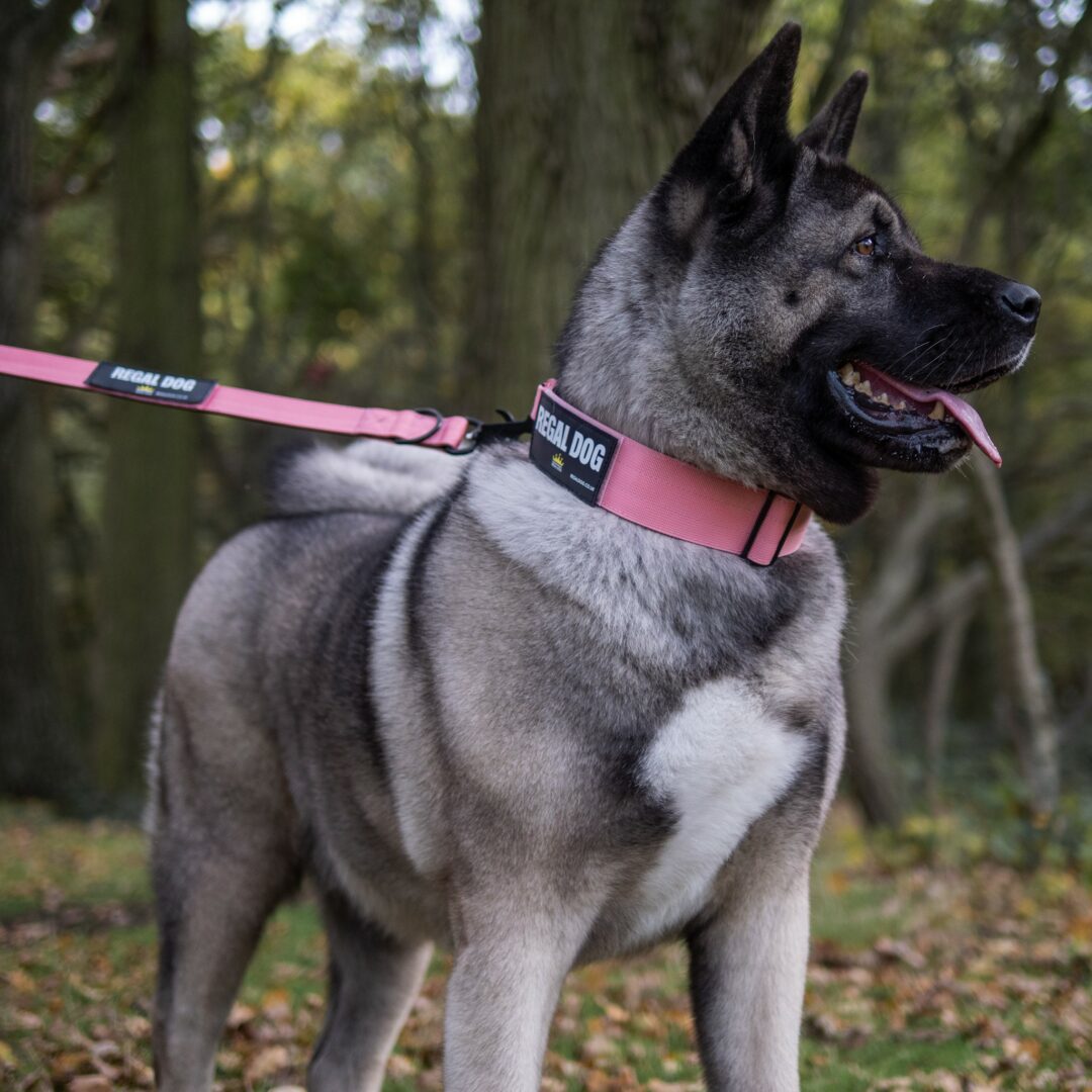 Strong Pink Collar and Leash set on American Akita