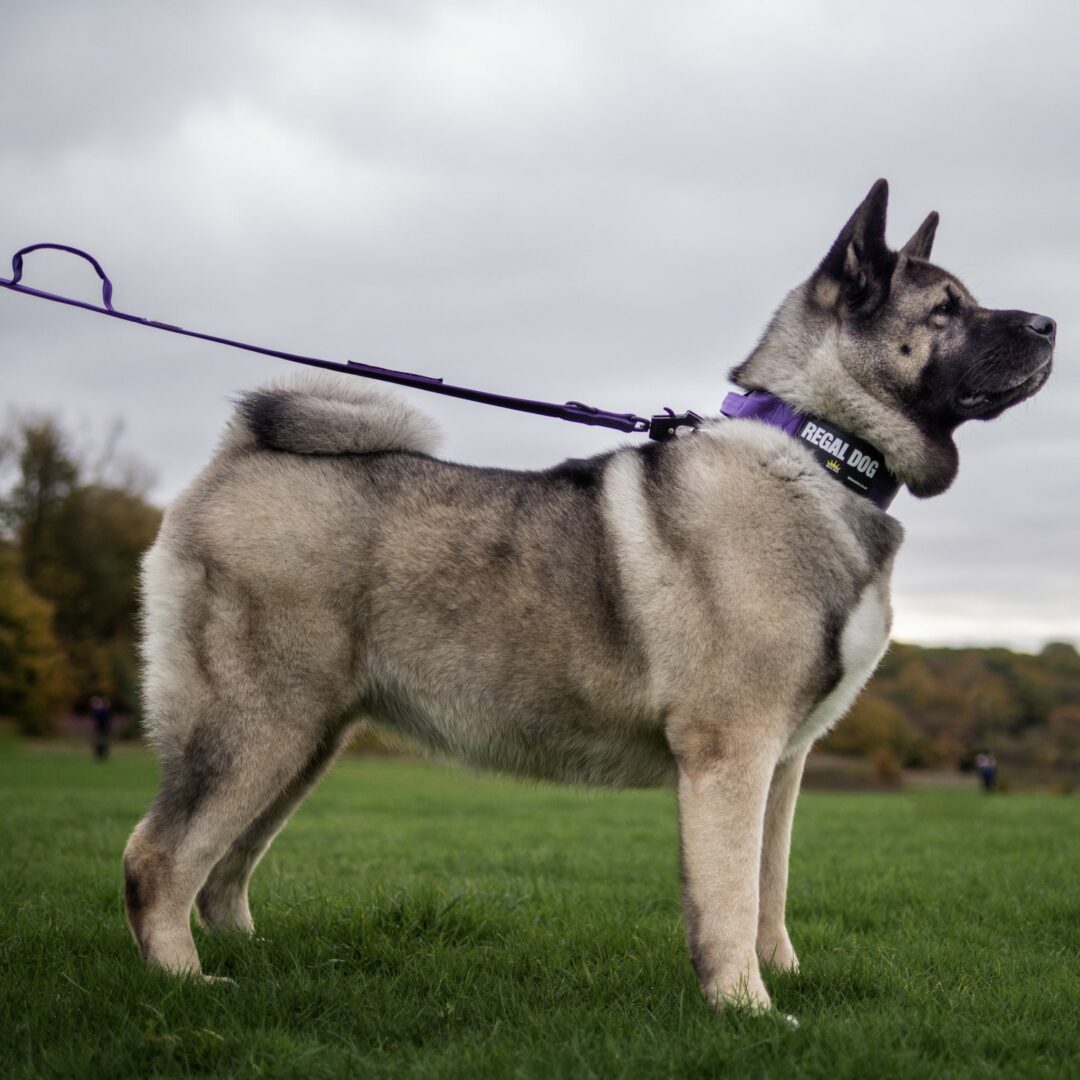 Strong Purple Collar and Leash set on American Akita