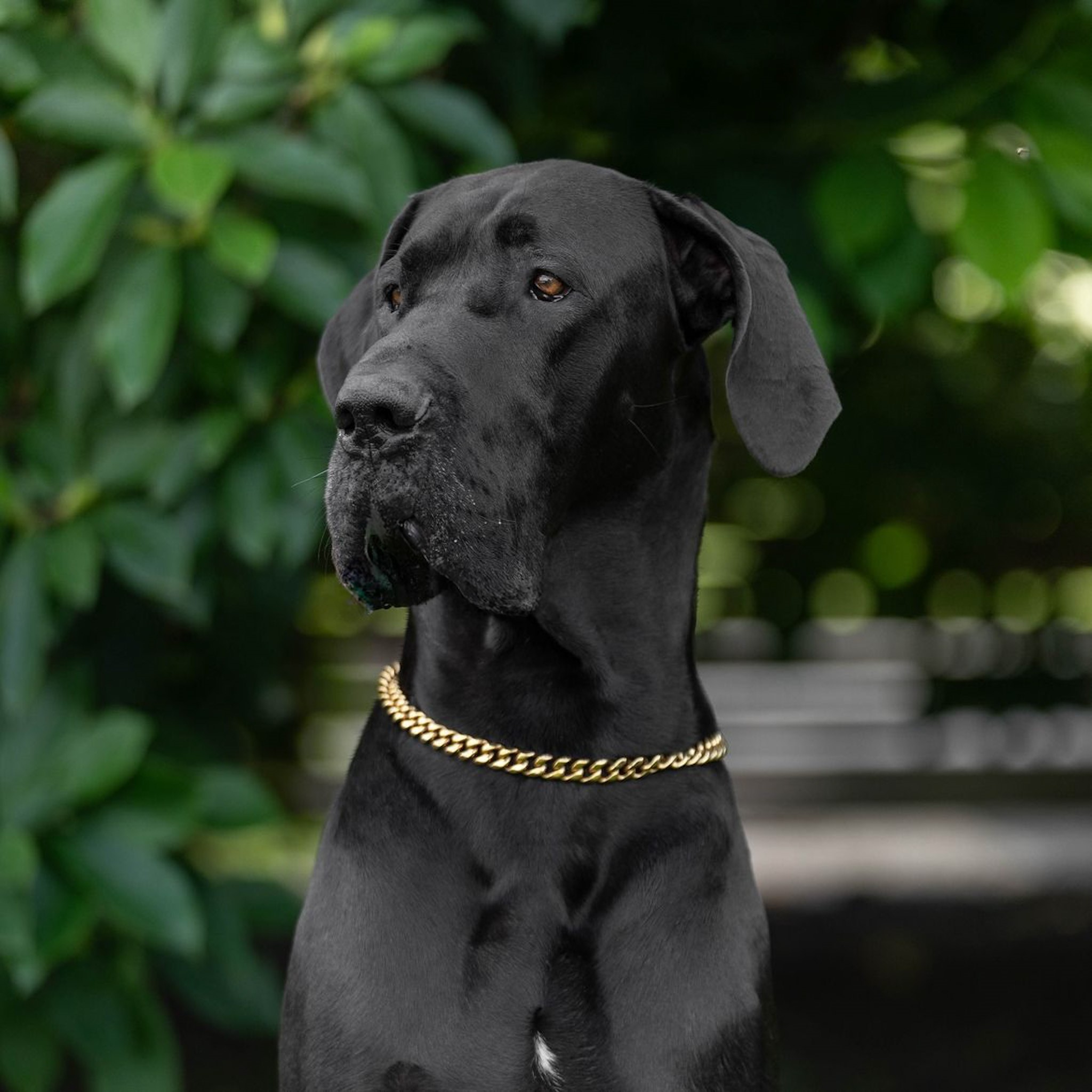 Gold Paris Dog Necklace