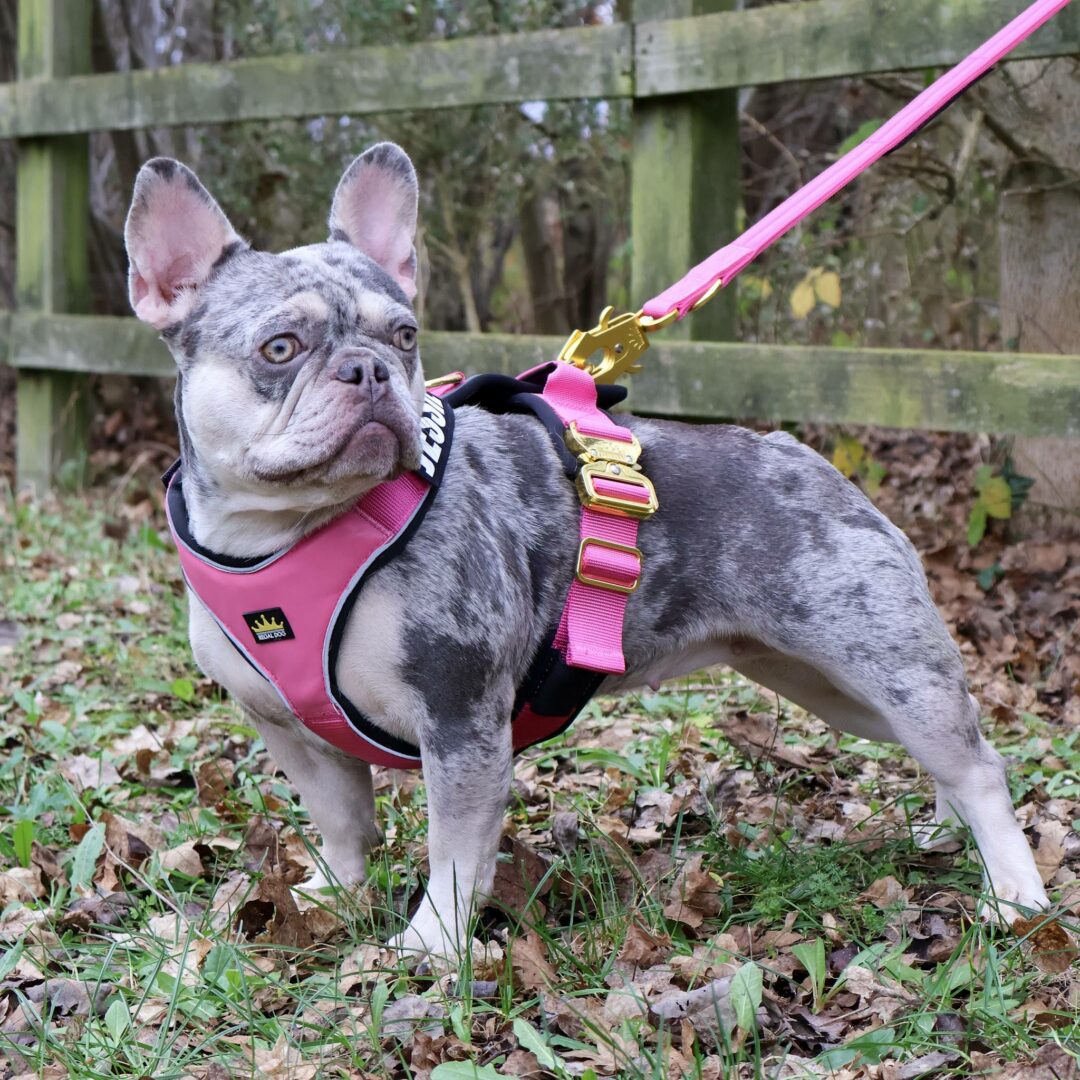 Frenchie in Pink and Gold Harness