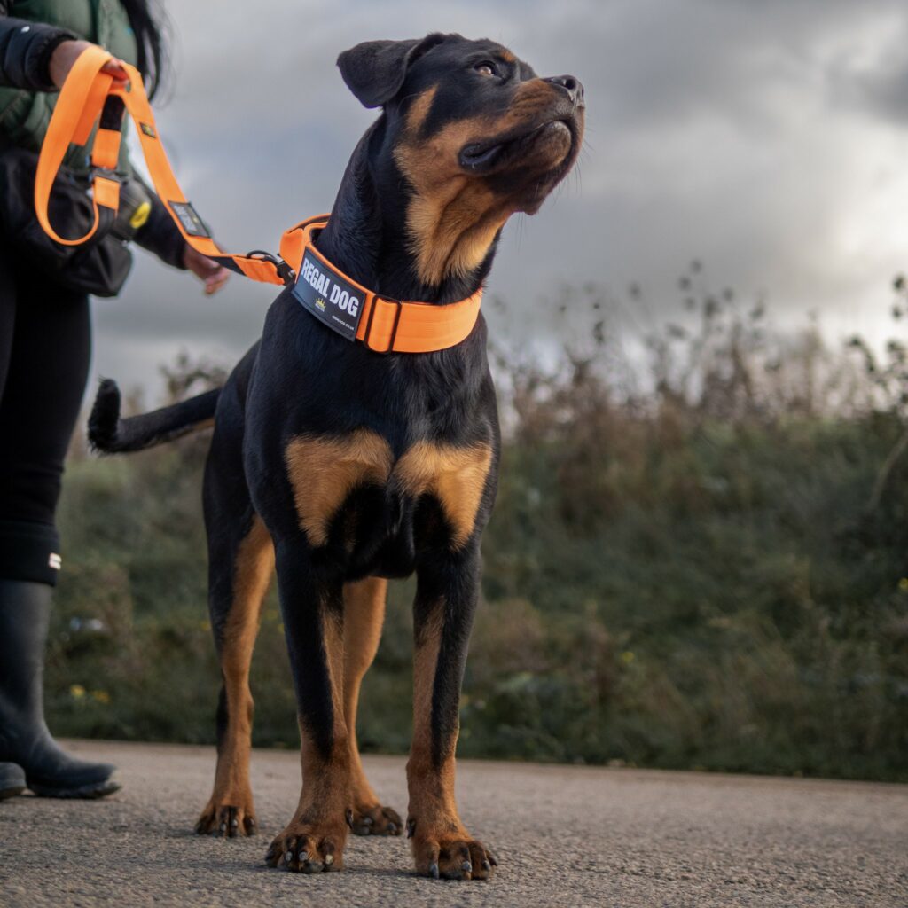 Rottweiler with Multipurpose Tactical dog leash with frog clip in Neon Orange