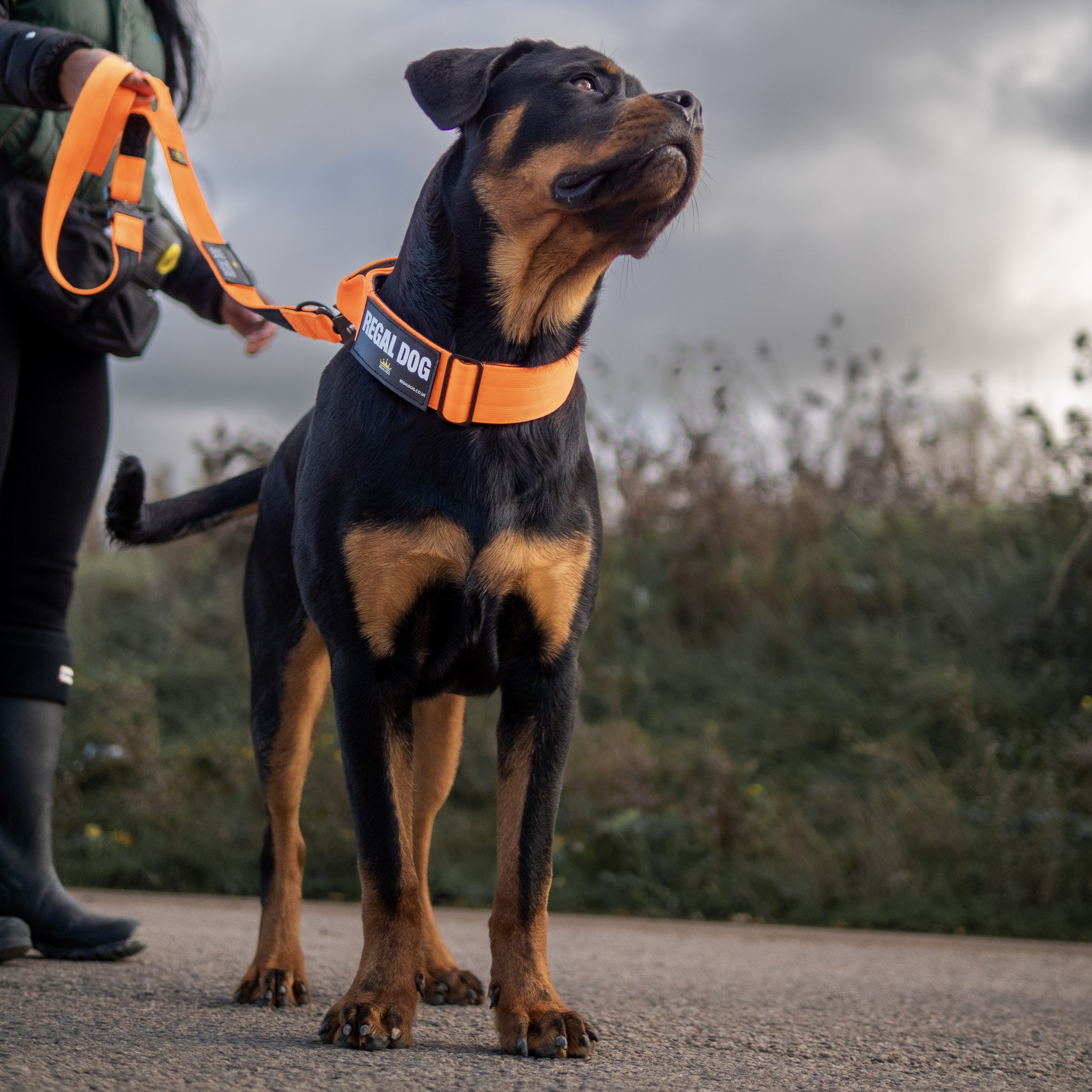 Rottweiler with Multipurpose Tactical dog leash with frog clip in Neon Orange