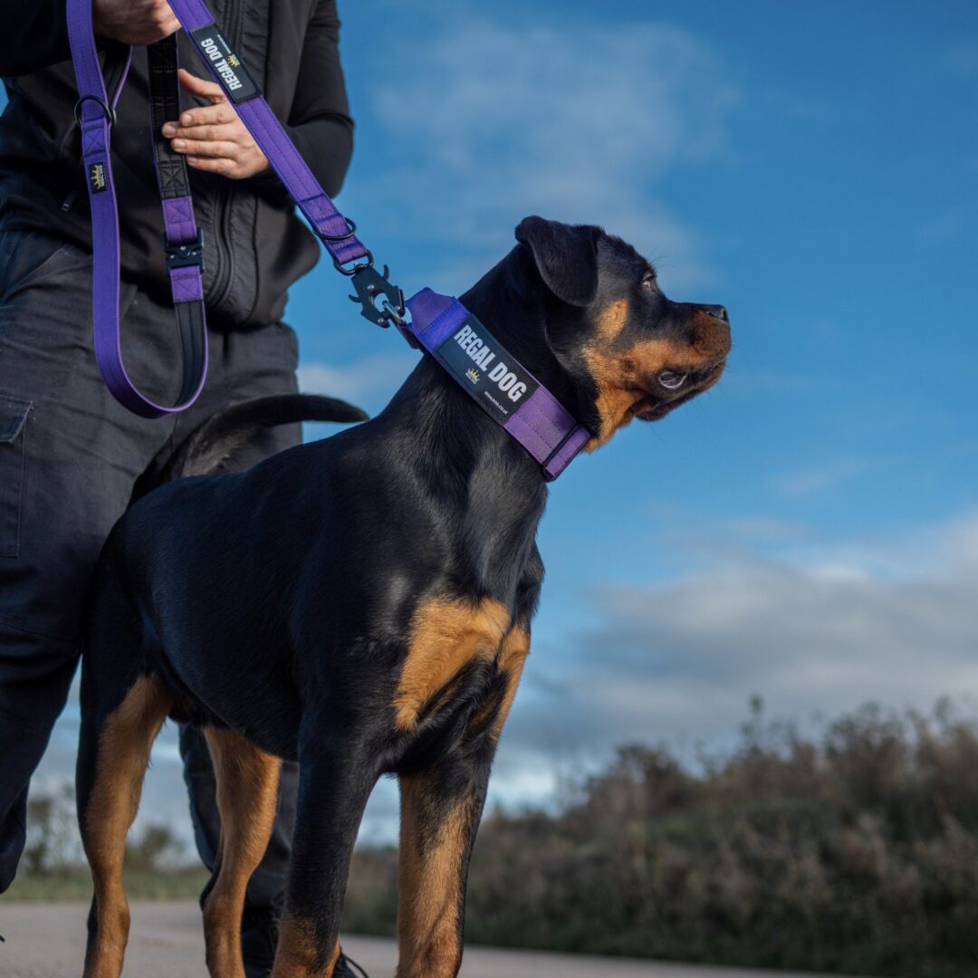 Rottweiler with Multipurpose Tactical dog leash with frog clip in Purple