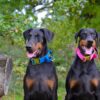 Two Dobermans with Blue and Pink Collars