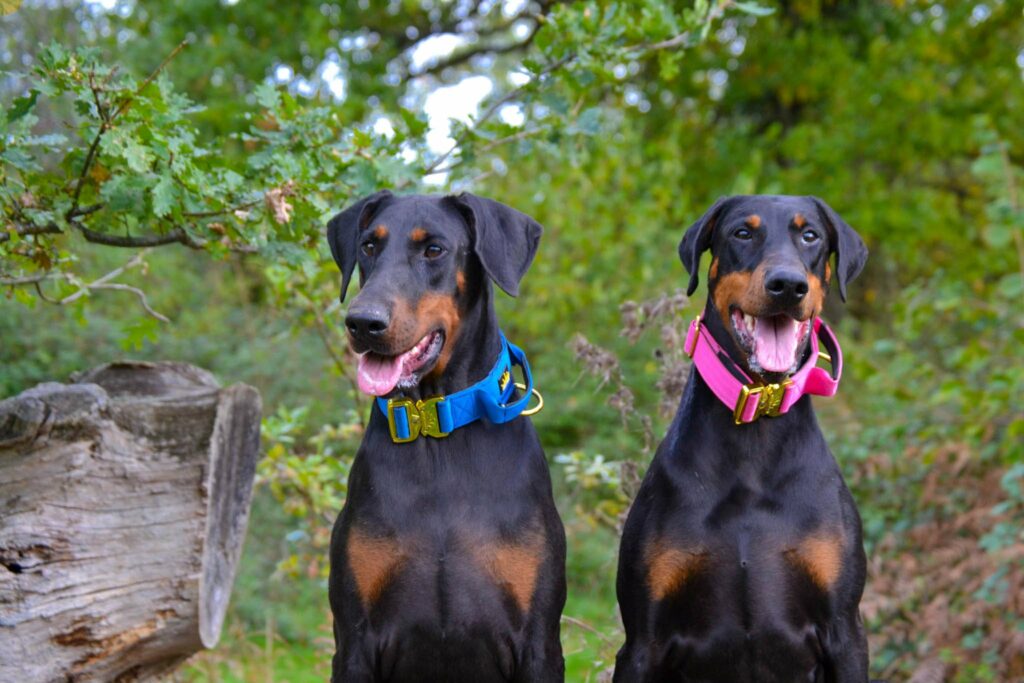 Two Dobermans with Blue and Pink Collars