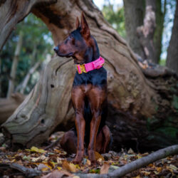 Chinese Red Dog with Luxury Pink Dog Collar