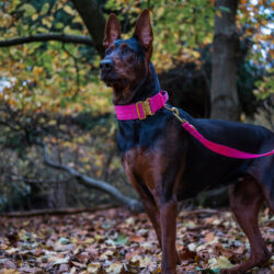 Chinese Red Dog with Luxury Pink Dog Collar and leash