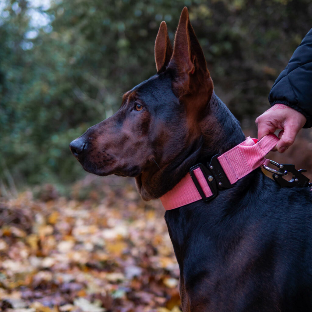 Chinese Red Dog with Luxury Pink Dog Collar and leash