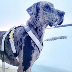 Great Dane with Grey Luxury dog harness