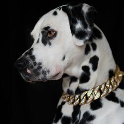 Dalmatian with Gold Diamond chain