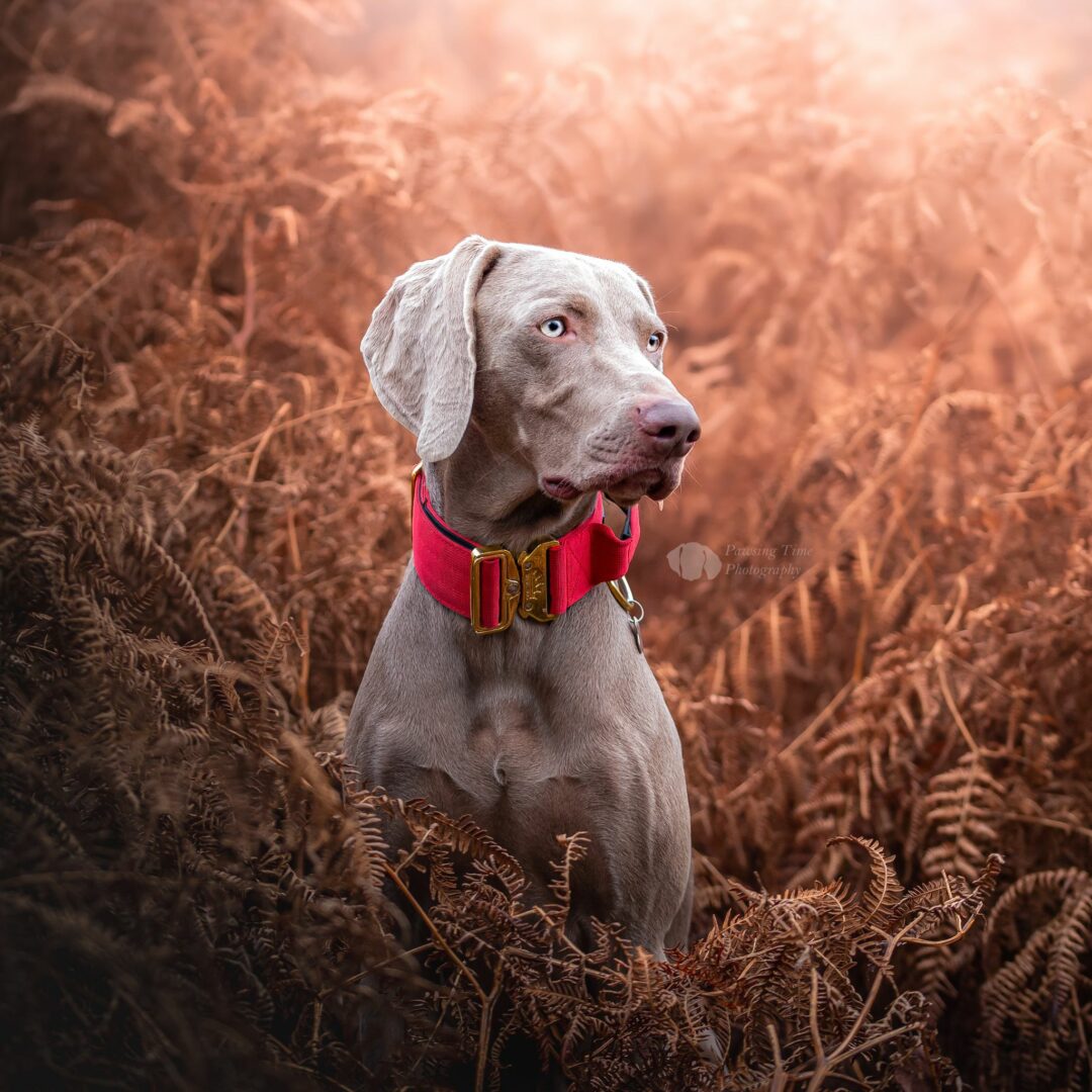 Weimaraner Red Gold Series Dog Collar