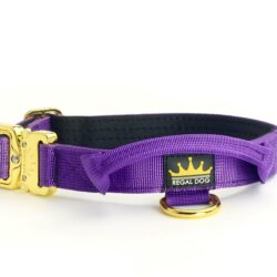 Purple - Gold Series Collar (2.5cm)