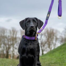 Black Labrador Puppy wearing Purple Gold Series collar with matching leash