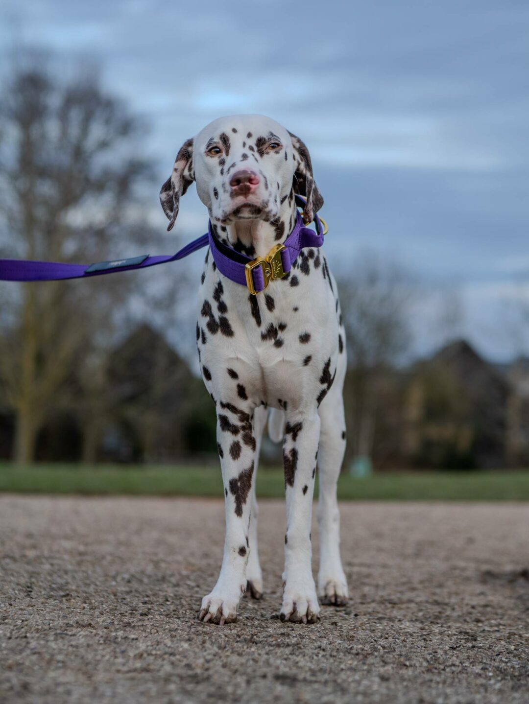 Dalmatian wearing a Purple Gold Series collar and lead