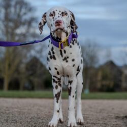 Dalmatian wearing a Purple Gold Series collar and lead