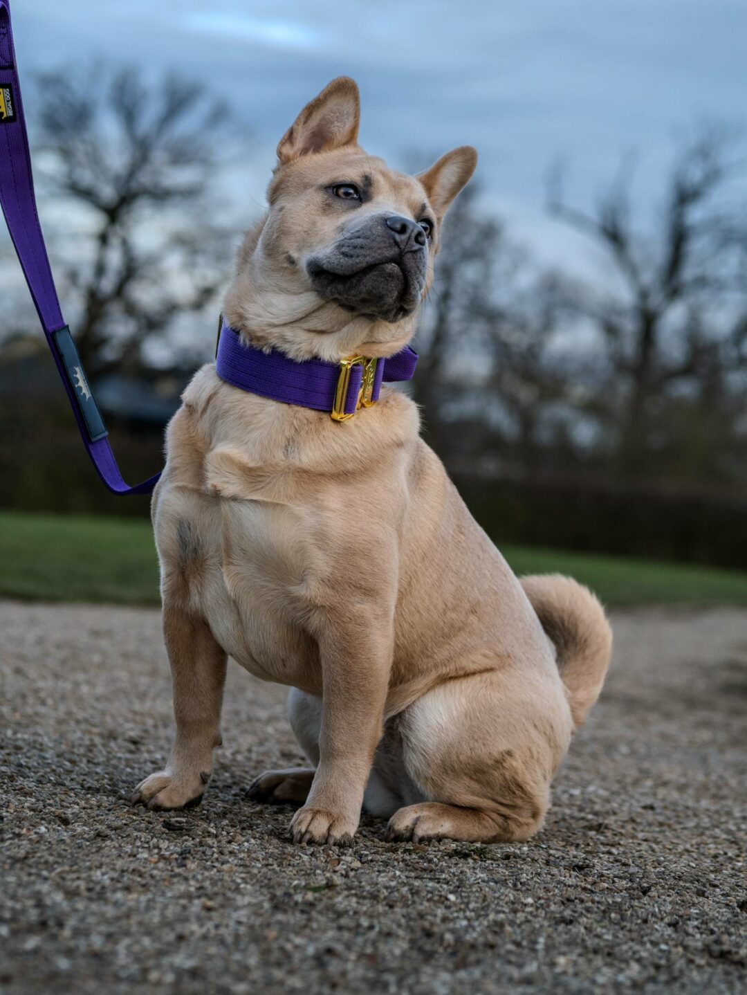 Frow Frow wearing a Purple dog collar