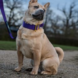 Frow Frow wearing a Purple dog collar