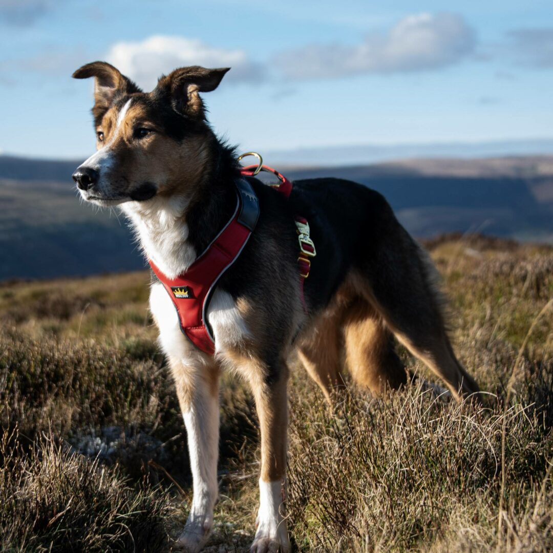 Border Collie Cross wearing Red Gold Series Dog Harness