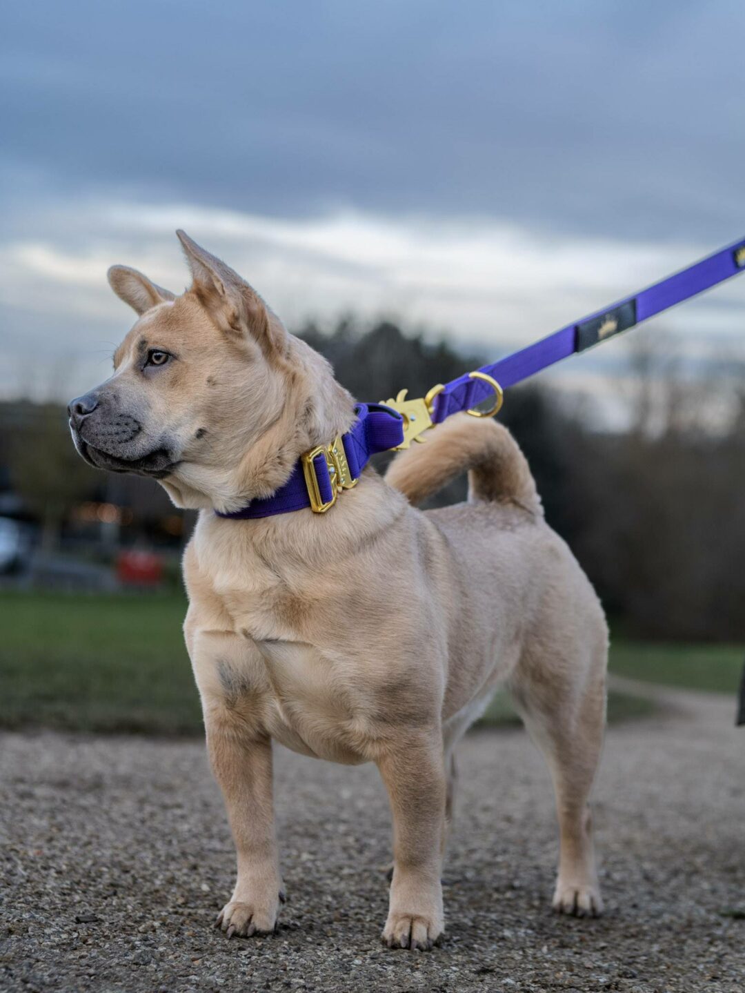 Frow Frow wearing a Purple Gold Series dog collar with Gold Series Frog clip lead