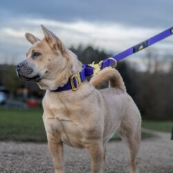 Frow Frow wearing a Purple Gold Series dog collar with Gold Series Frog clip lead