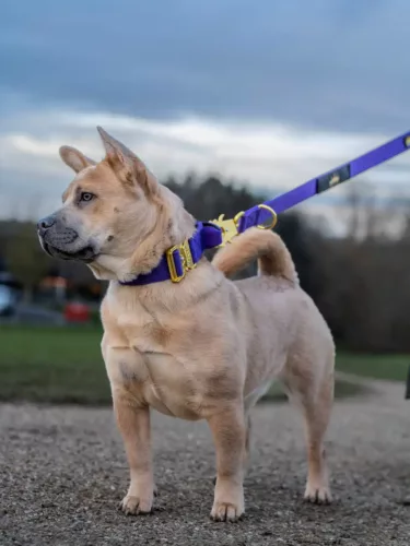 Frow Frow puppy wearing a Purple Gold collar with Frog clip leash