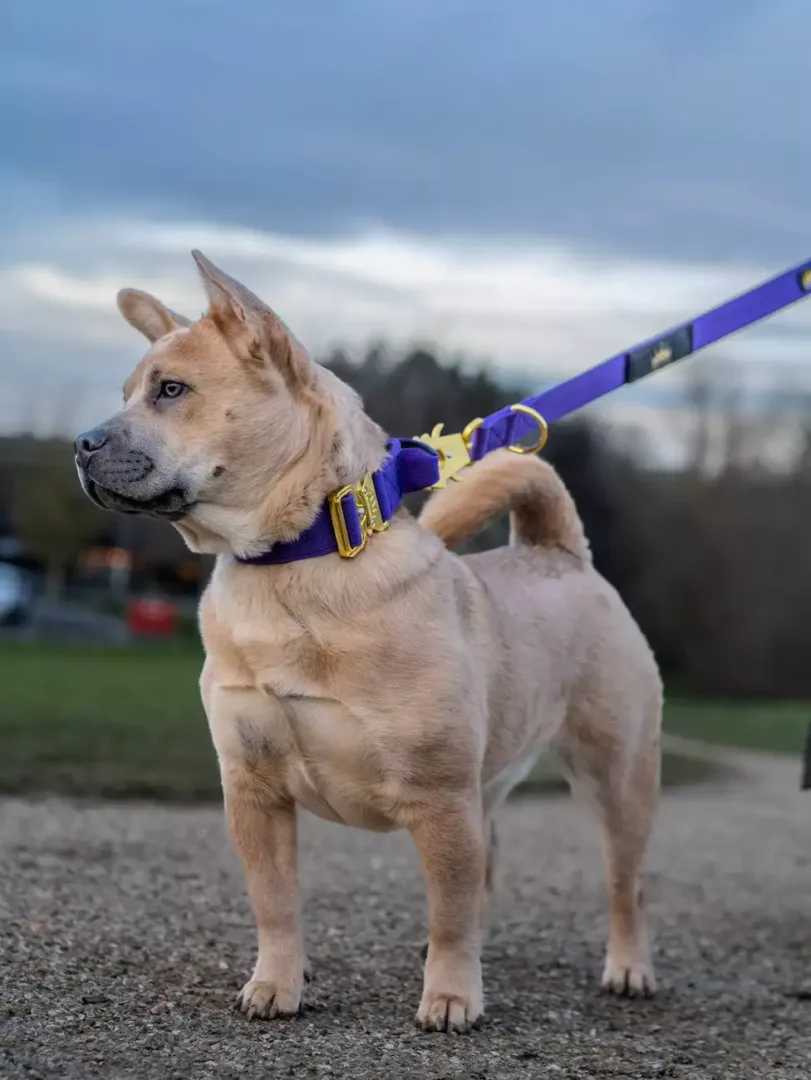 Frow Frow puppy wearing a Purple Gold collar with Frog clip leash