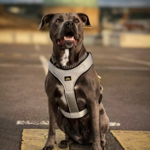 American-Bully-Grey-Gold-Series-Harness-PP