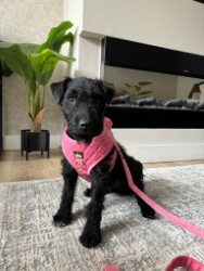 Pink-Majestic-Velvet-Harness-Set