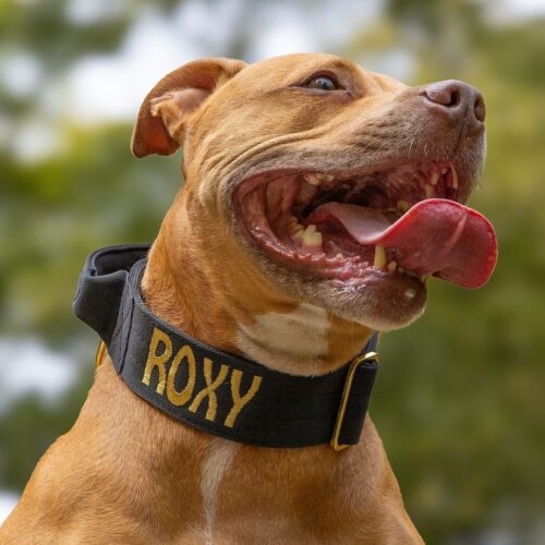 Gold Series Collar