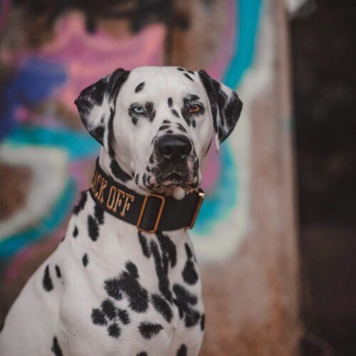 Gold Series Collar