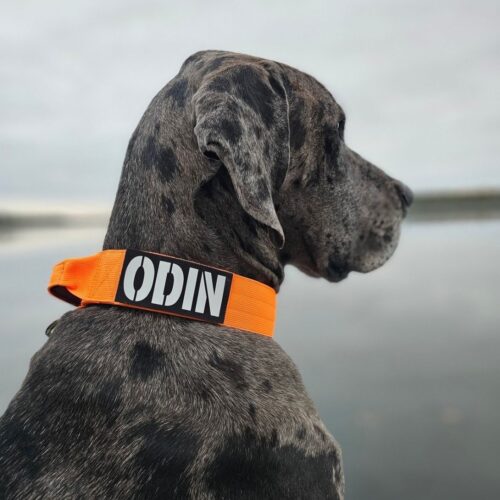 Tactical Collar
