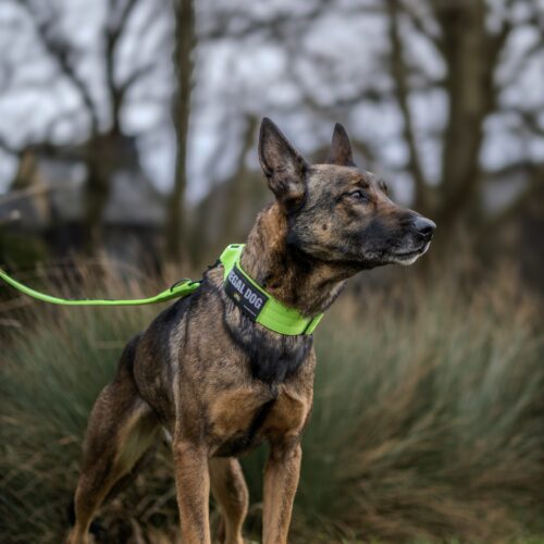 Green-Tactical-Dog-Collar-Mali-LP