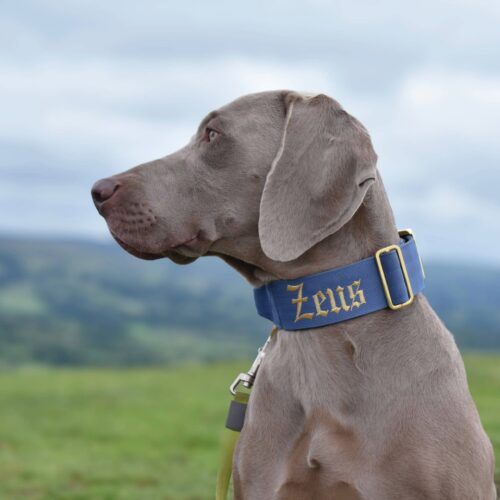 Gold Series Collar