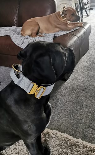 Gold Series Tactical Dog Collars