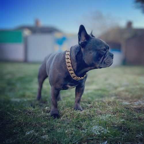 Gold Diamond Dog Chain photo review