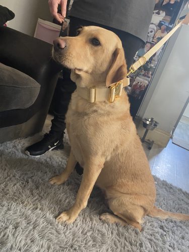 Cream Gold Series Dog Collar