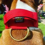 Red Gold Series Dog Collar