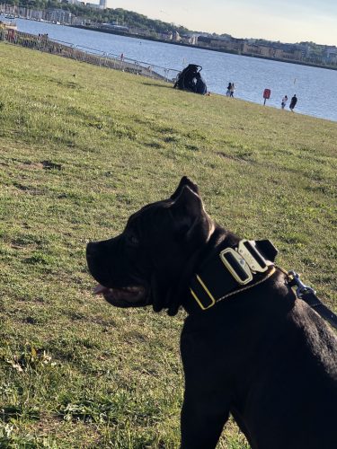 Black - Gold Series Tactical Dog Collar