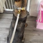 Grey Gold Series Collar (4cm) photo review