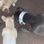 Grey Gold Series Collar (5cm) photo review