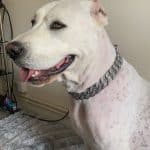 Silver Diamond Dog Chain photo review