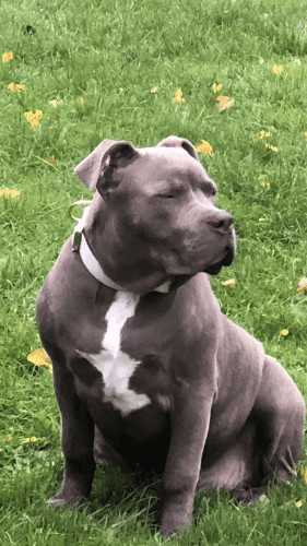 Grey Gold Series Collar (4cm) photo review