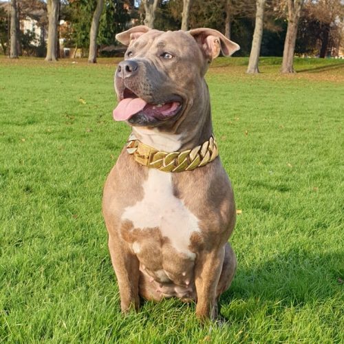 Gold XL Chain Dog Collar photo review