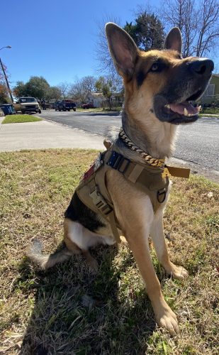 Gold Chain Dog Collar photo review