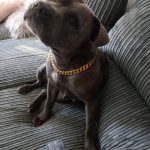 Gold Monaco Dog Necklace photo review